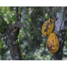América Latina tiene potencial para elevar la producción de cacao de calidad./Foto Kyle Hinkson - Unsplash.