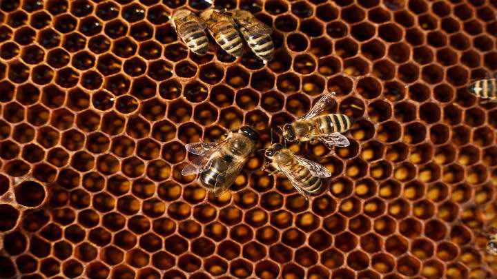 "Emular a un enjambre de abejas no es siempre la mejor idea", Jaime Fernández Madero / Bigstock