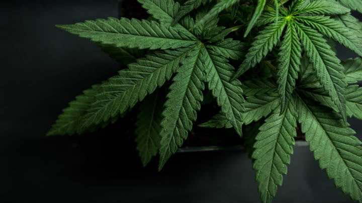  Khiron calcula que la capacidad de cultivo de cannabis en Uruguay es de hasta 120 toneladas y 170 mil plantas anuales / Fotolia