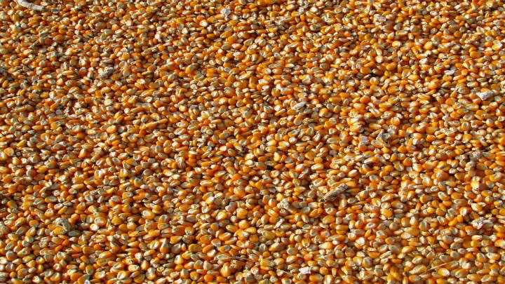 En México Remington produce semillas de maíz, sorgo, soya y girasol / Pixabay