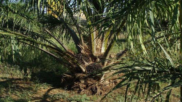 Belém Bioenergia Brasil produce palma aceitera y biocombustibles / Pixabay