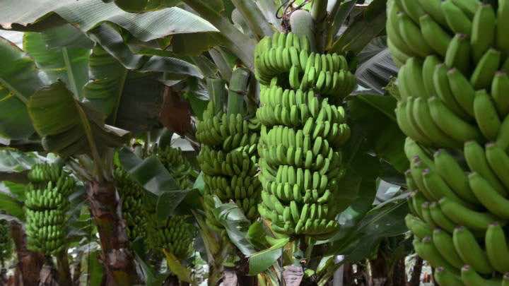 Trilex provee plástico a la industria del banano en Ecuador / Fotolia