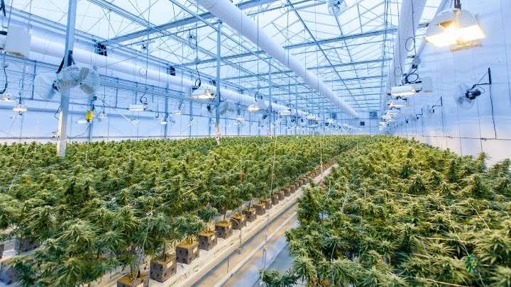 Un nuevo reglamento busca impulsar la producción industrial y médica y la investigación del sector salud, farmacológico y agronómico del cannabis / Unplash - RichardT