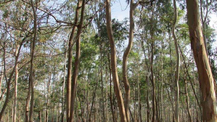El proyecto objeto de financiamiento contempla la siembra de 70.000 hectáreas de árboles de eucalipto por parte de LD Celulose / Pixabay