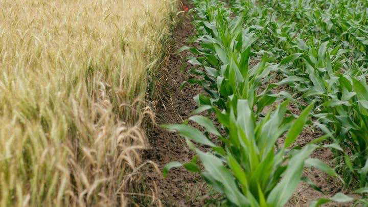 Rovensa provee soluciones para la nutrición, biocontrol y protección de cultivos agrícolas / Unsplash