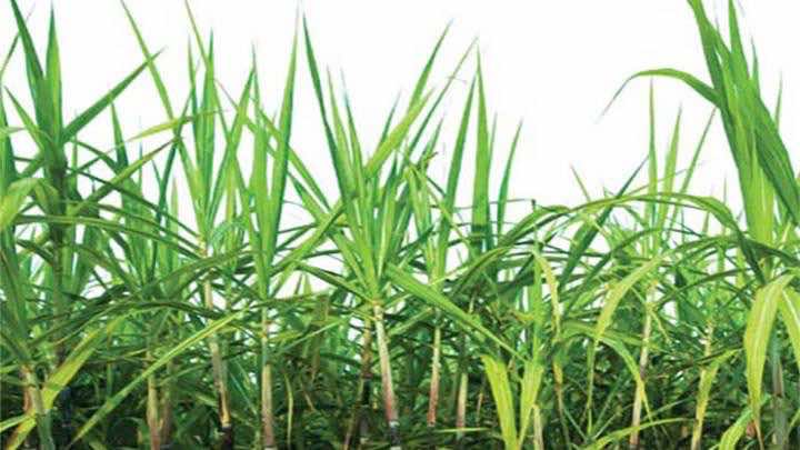 Ledesma cultiva caña de azúcar y produce azúcar, papel y energía renovable para sus operaciones industriales / Ledesma