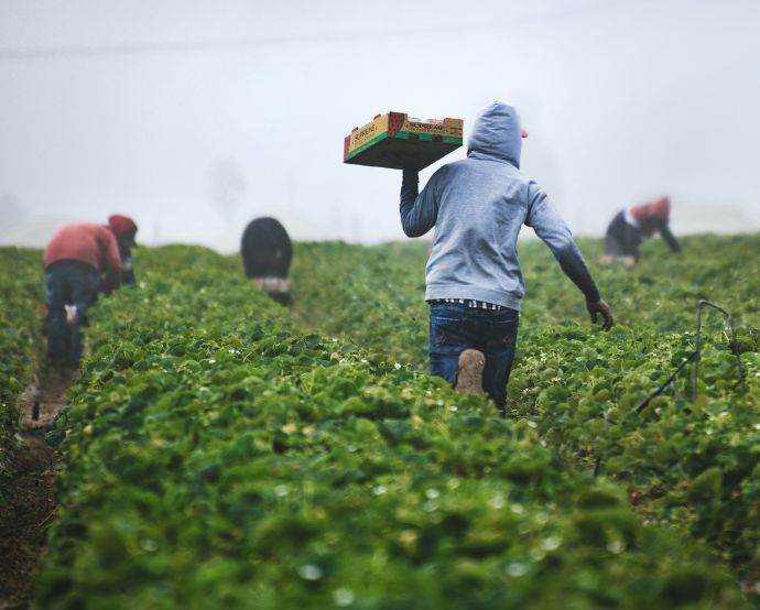 Orafti Chile es una productora agrícola y fabricadora de suplementos alimenticios para ganado perteneciente a la compañía belga Beneo. / Tomada de Tim Mossholder - Unsplash