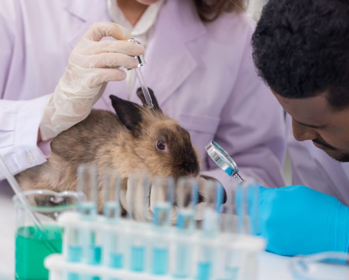 La marca de certificación es “No Testeado en Animales” / Canva