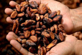 El proyecto agroindustrial de cacao se desarrolla en zonas rurales de Colombia / Pixabay