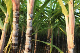 BP Bunge Bioenergia se posiciona como el segundo productor más grande en el mercado de etanol de caña de azúcar en Brasil/Fotolia
