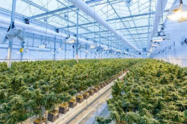 Un nuevo reglamento busca impulsar la producción industrial y médica y la investigación del sector salud, farmacológico y agronómico del cannabis / Unplash - RichardT