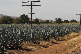 El tequila se produce a partir de la planta de Agave / Tomada de José Cuervo - Facebook