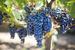 Licorera Yanghe compra 12,5 % de Viña San Pedro Tarpacá en Chile