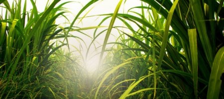 Raízen Energia produce etanol a partir de la caña de azúcar / Fotolia