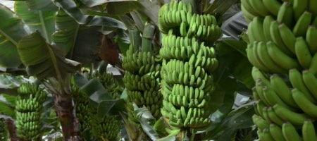 Favorita Fruit comercializa una variedad de productos que incluye bananos / Fotolia