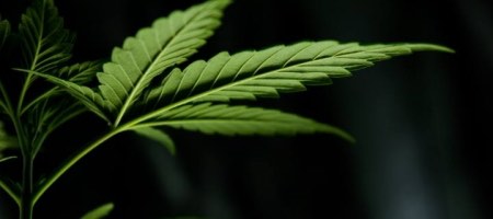 Clever Leaves cultiva y extrae cannabis y elabora y comercializa productos farmacéuticos para el tratamiento de pacientes / Unsplash