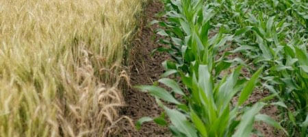 Rovensa provee soluciones para la nutrición, biocontrol y protección de cultivos agrícolas / Unsplash