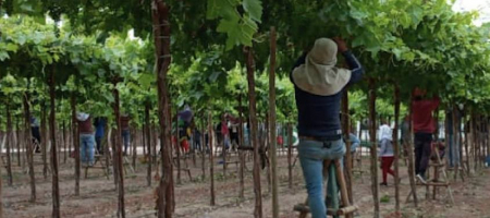 Agrícola Chapi y su filial producen y exportan palta, uva y espárragos, entre otros productos / Tomada de la página de Agrícola Chapi en Facebook