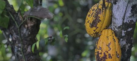 América Latina tiene potencial para elevar la producción de cacao de calidad./Foto Kyle Hinkson - Unsplash.