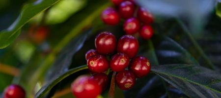 Los caficultores panameños se han especializado en la variedad geisha./ Tomada de web de SCAP.