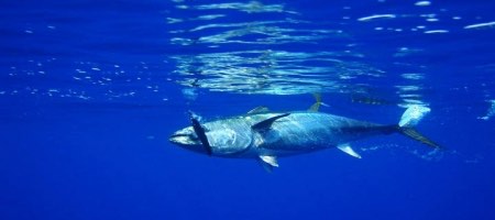 Pesquera Seafrost adquiere procesadora de atún Conservera de Las Américas