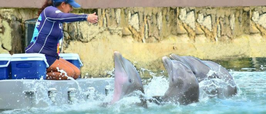 Dolphin Company es el operador de delfinarios y parques de diversiones más grande de América Latina. / Tomado de la página de Facebook oficial de la empresa. 